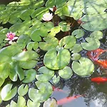 Casa de hóspedes Randevu