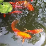 Randevu Casa de hóspedes 3*