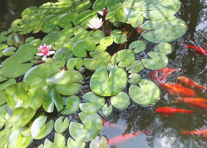 Affittacamere Randevu